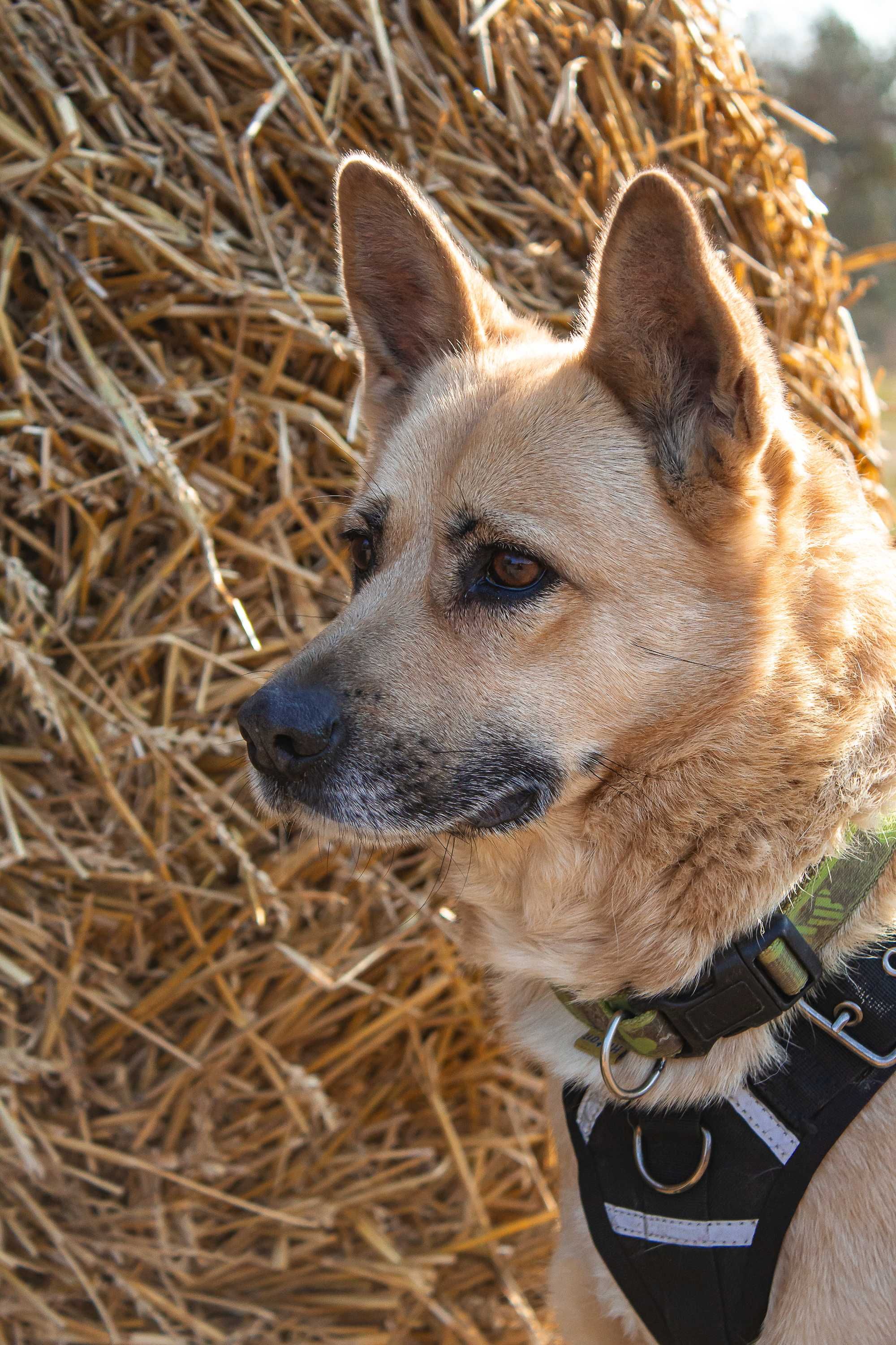 BUNIA typ:  AKITA, 4 lata, 25kg