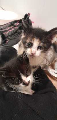 Dou gatinhos bebés