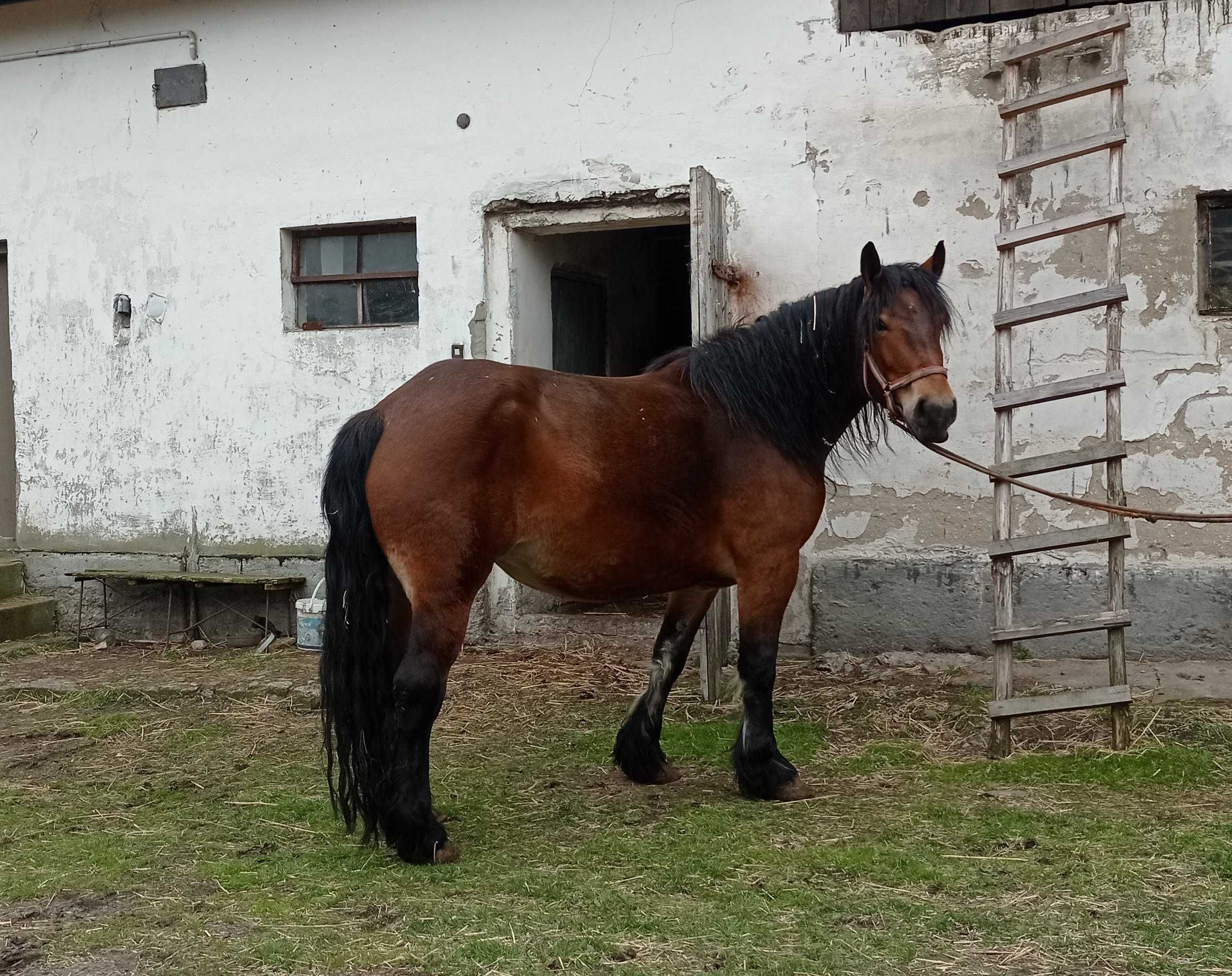 Sprzedam Klacz Polski Koń Zimnokrwisty