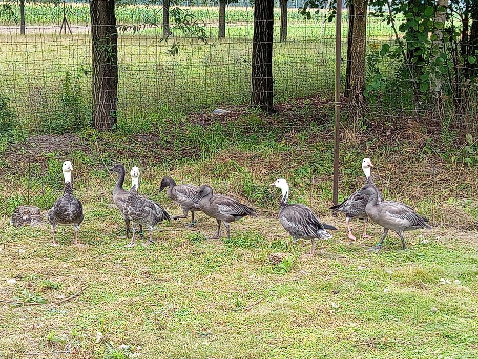 Sprzedam gęsi śnieżyce