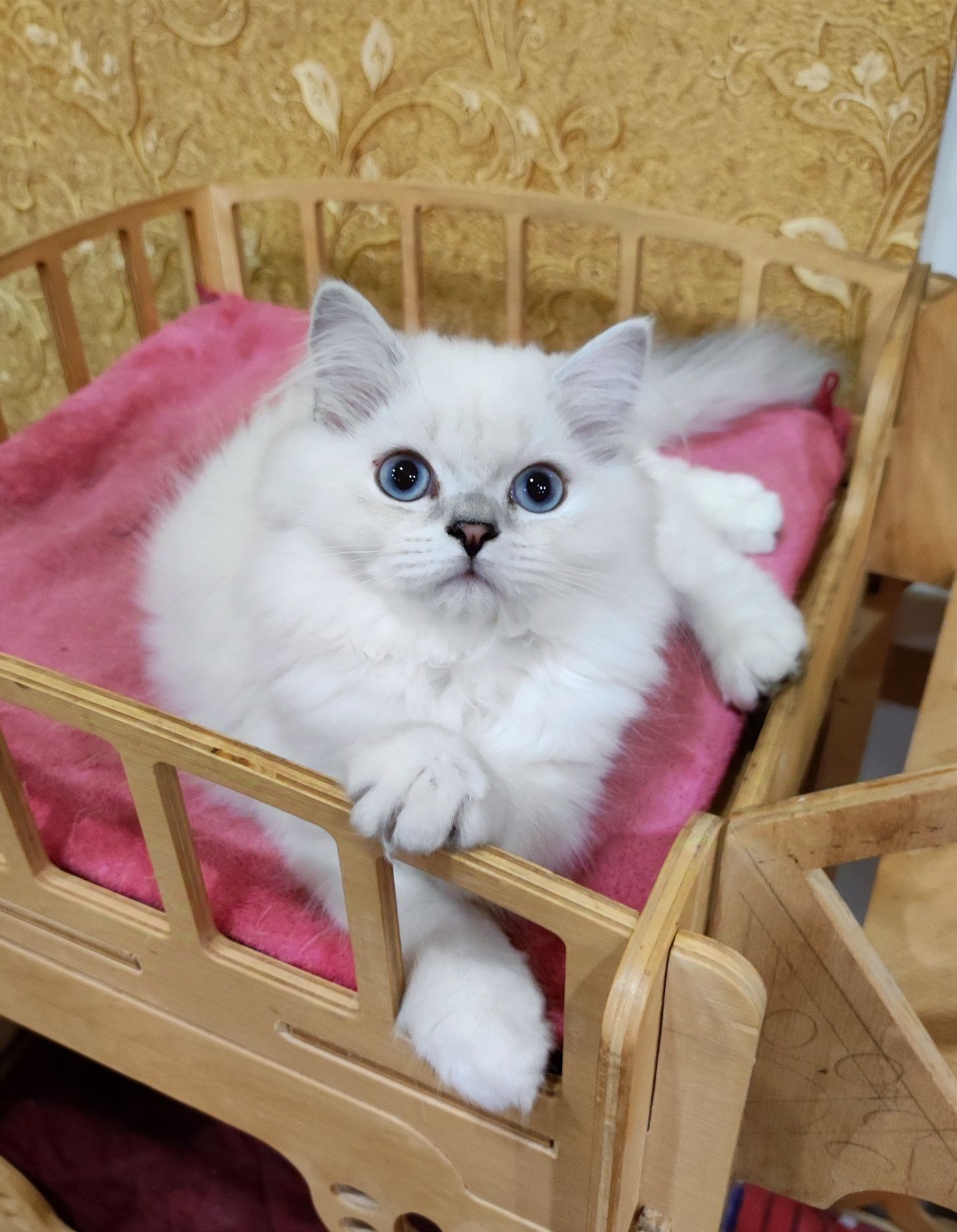 Клубный голубоглазый мальчик шиншиллка мальчик