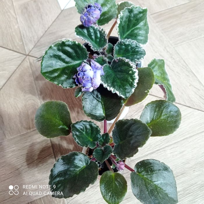 Фіалочка "ЕК-Морские Ежи"