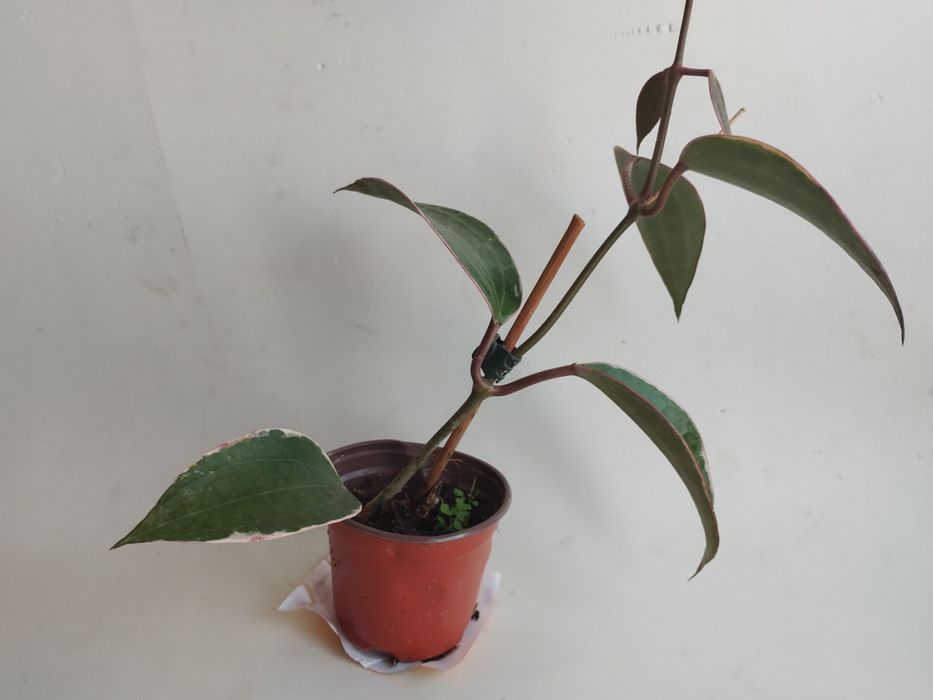 Продам рослину Хойя Макрофіла варієгата