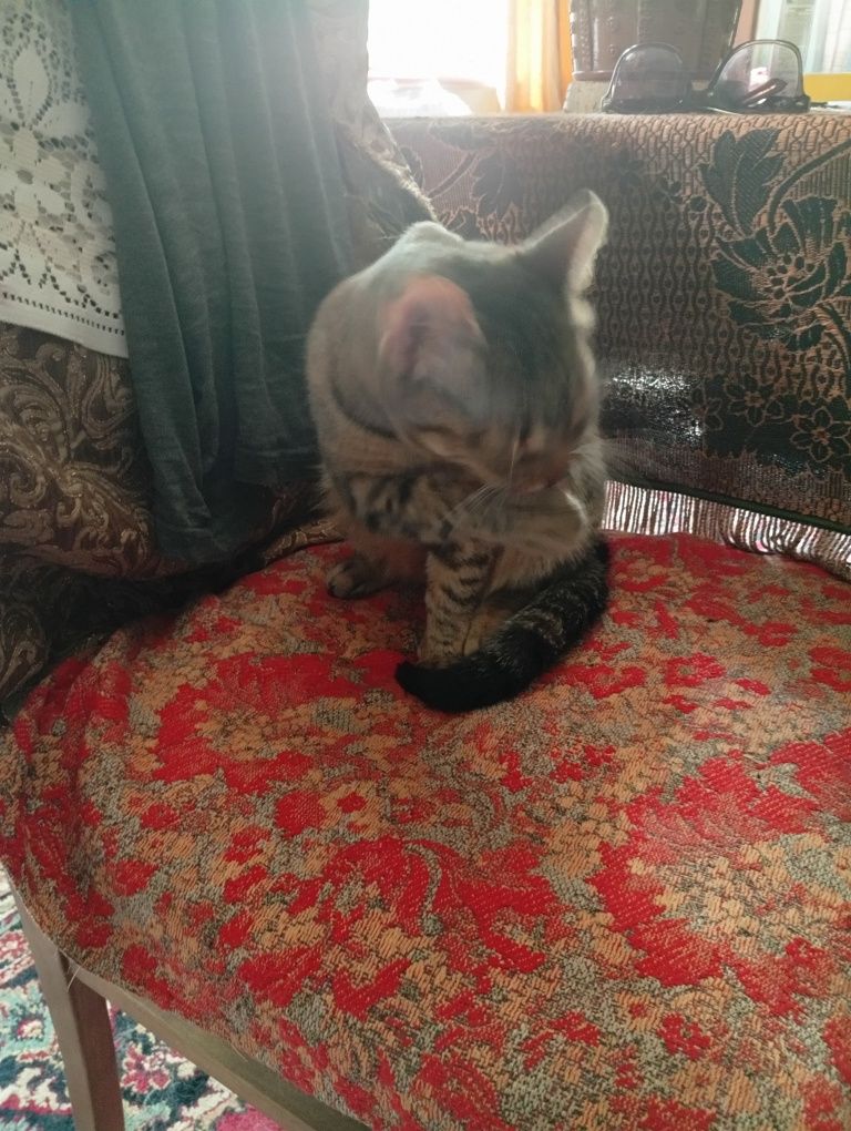 Перетримка котів