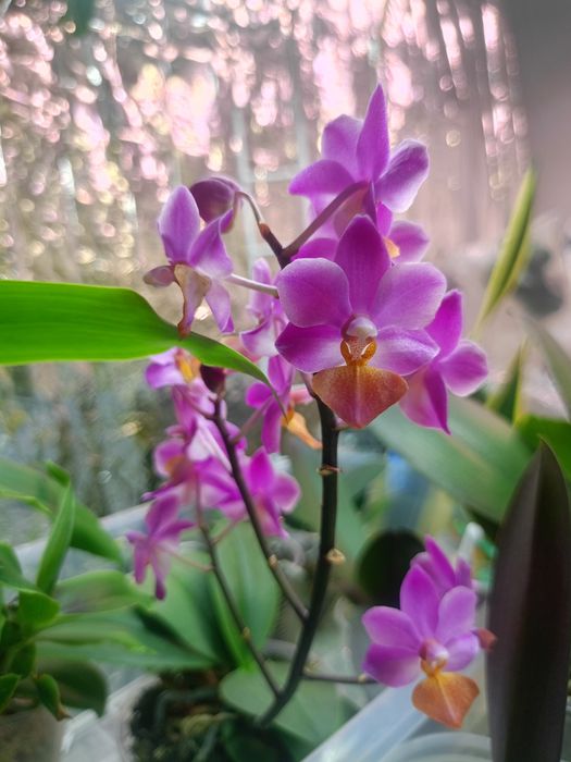 Домашня квітуча орхідея метелик, рожевий антуріум, драцена Лемон