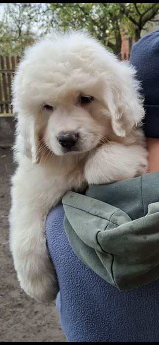 Szczeniak Owczarka Podhalańskiego