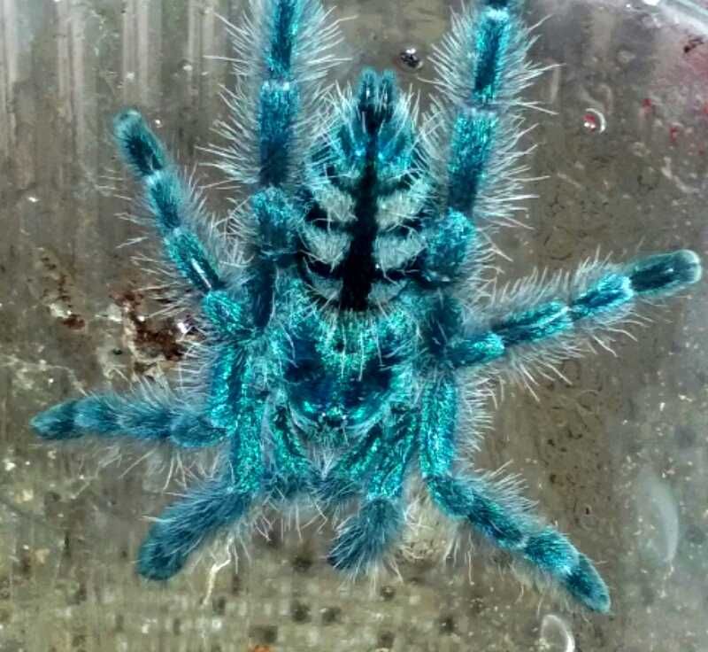 Caribena versicolor L5 pająk ptasznik i dużo innych