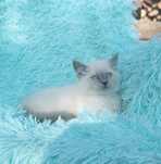 Kotka blue point