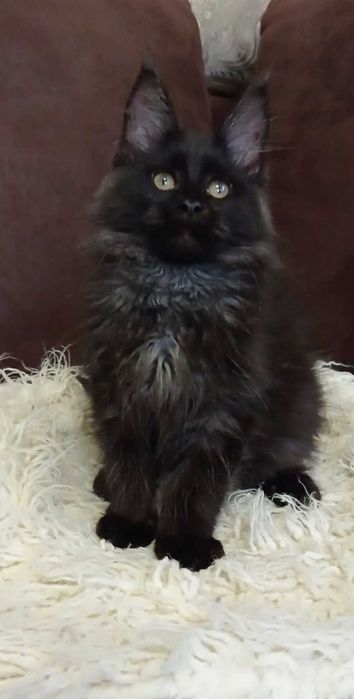 Черный дым Мейн кун девочка по имени Джада