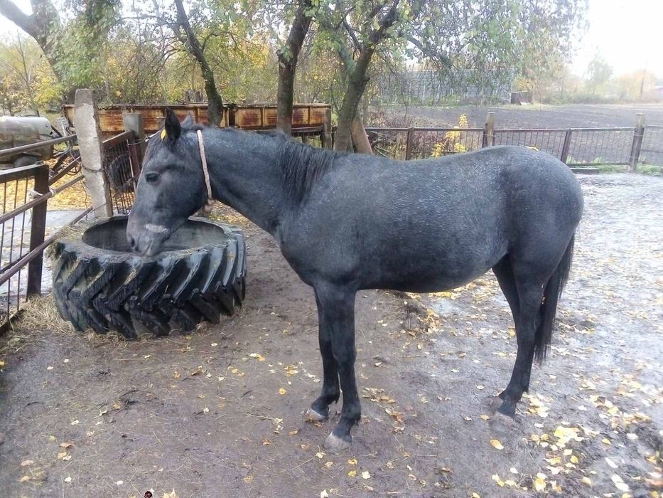 Продам Коня , орловський рисак