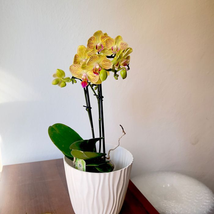 Sprzedaż storczyków