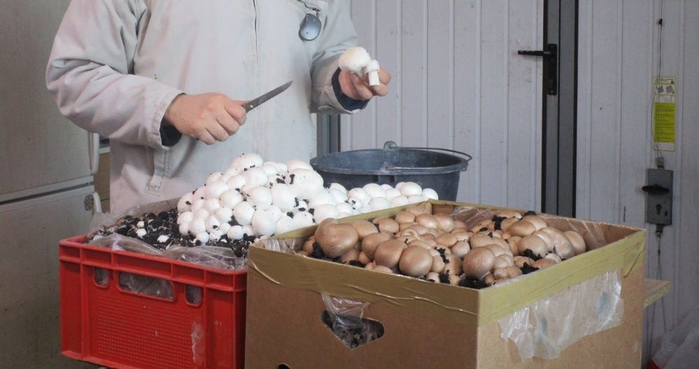 Grzybnia pieczarki Brązowej XXXL