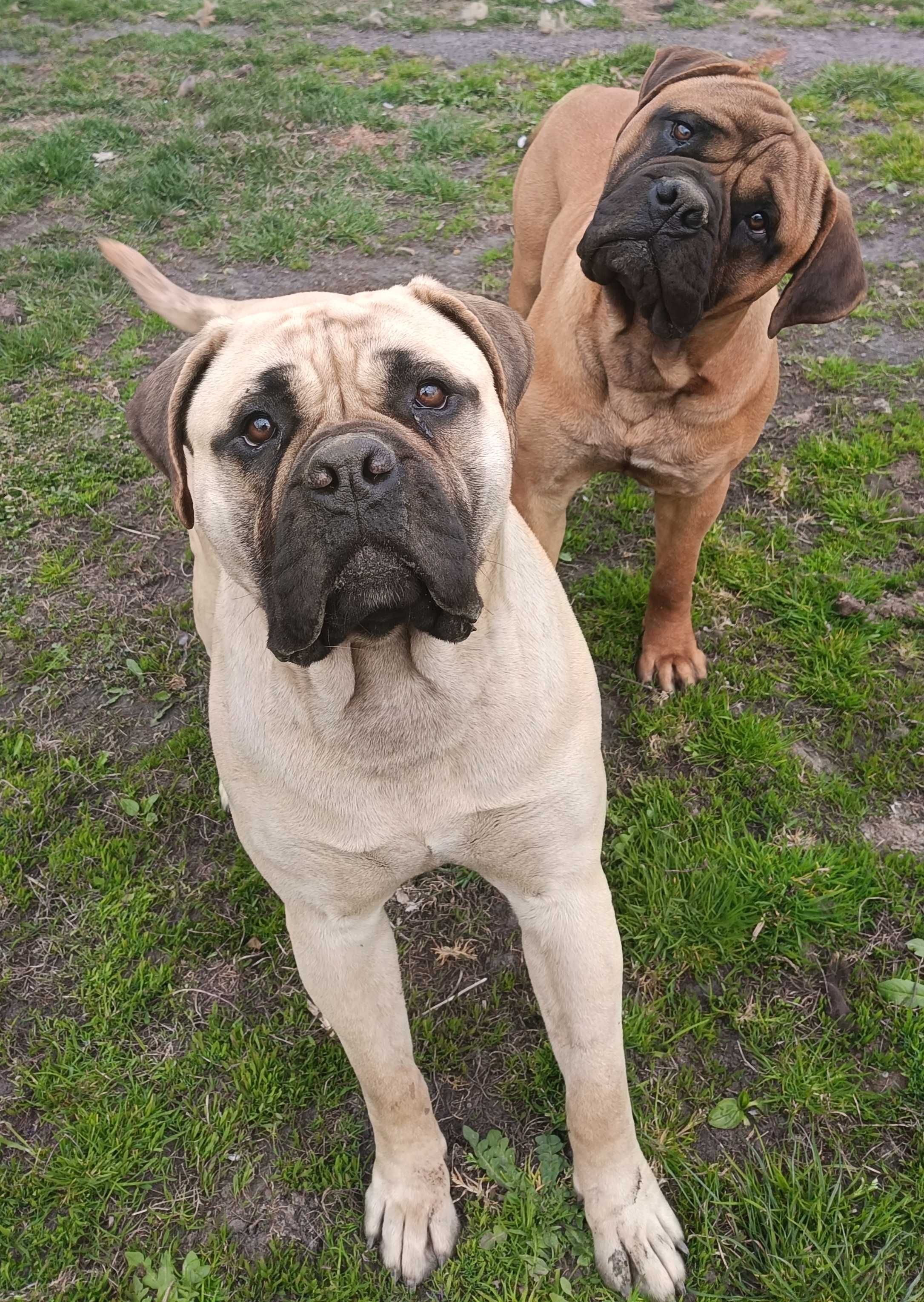 Zapowiedź miotu- bullmastiff