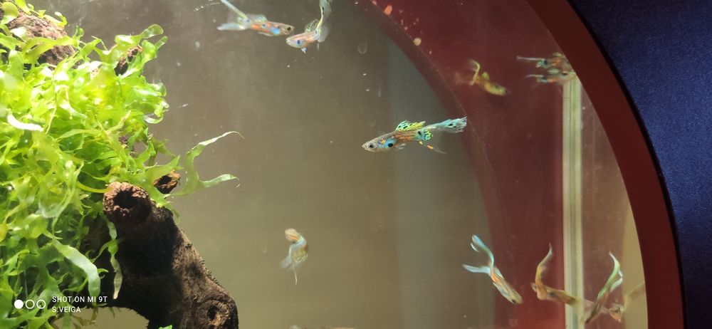 Guppys Endler Hybrid Delta Fan Tail jovens
