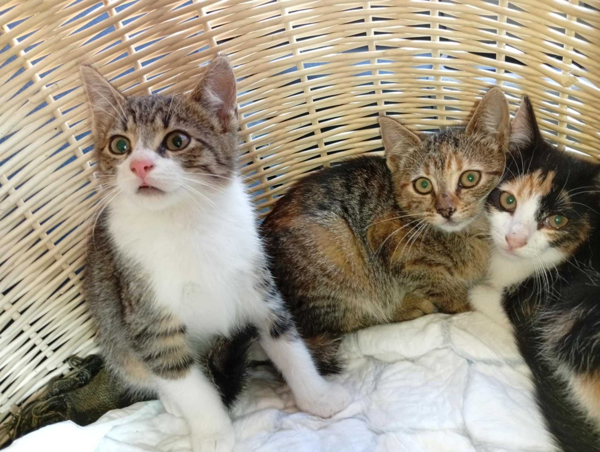 Kotki do adopcji Plock