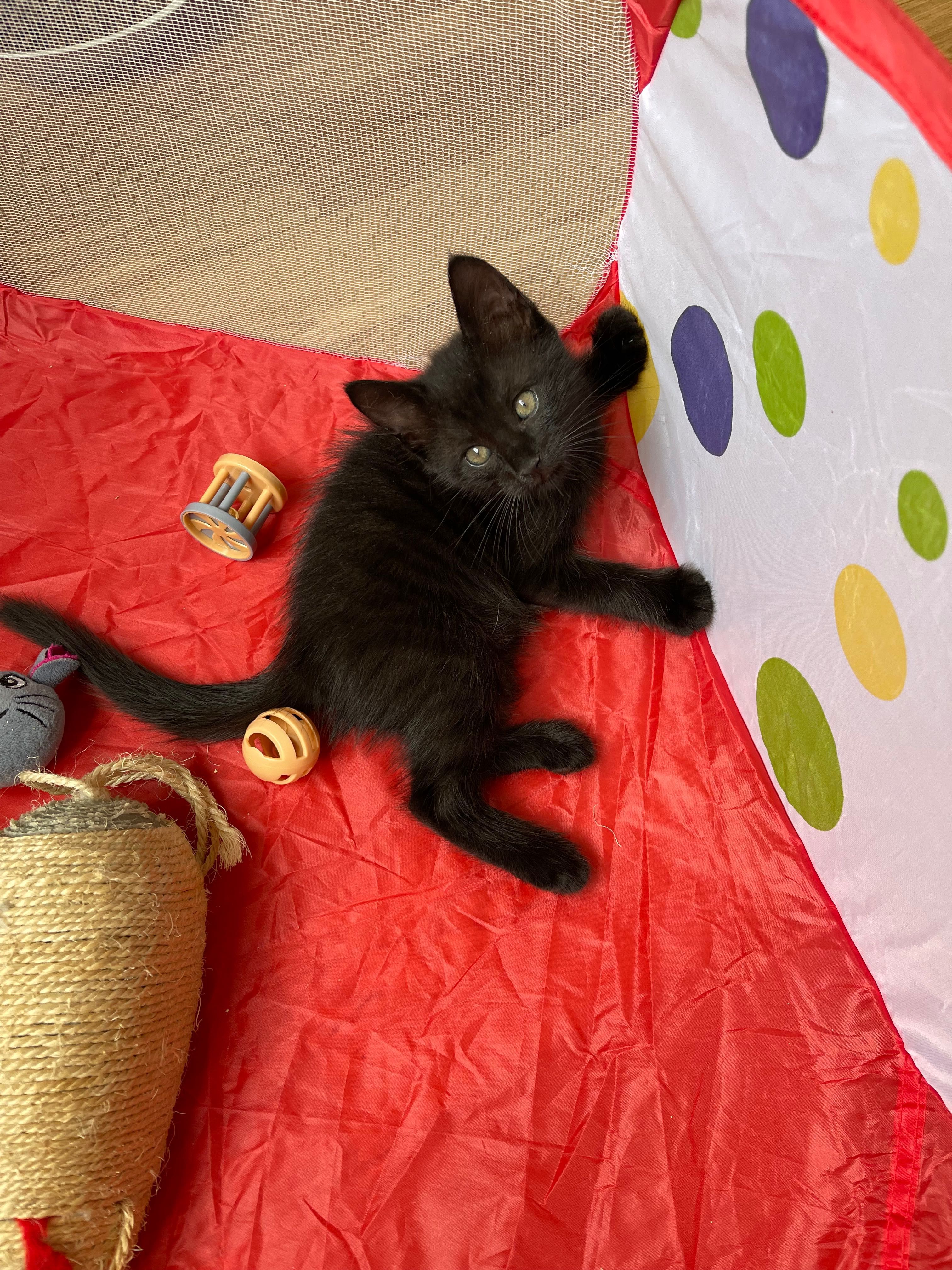 Котята отдам  котенок мальчик