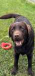 Labrador retriever chocolate para cruza/monta