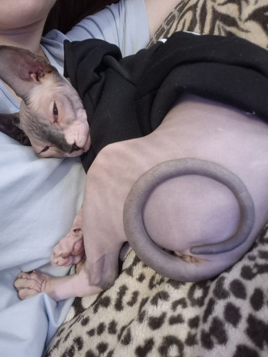 Сфінкс дівчинка 5400