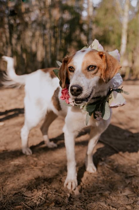 Wygłodzona Hafta zasługuje na lepsze życie