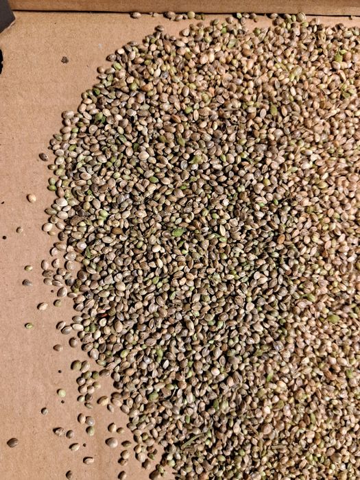 zanęta 10kg za 100 zł ,konopia na ryby