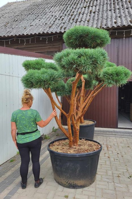 Bonsai ogrodowe. Szkółka Krupocin.