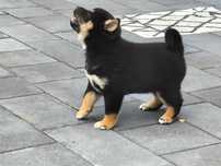 Sprzedam pieska shiba inu