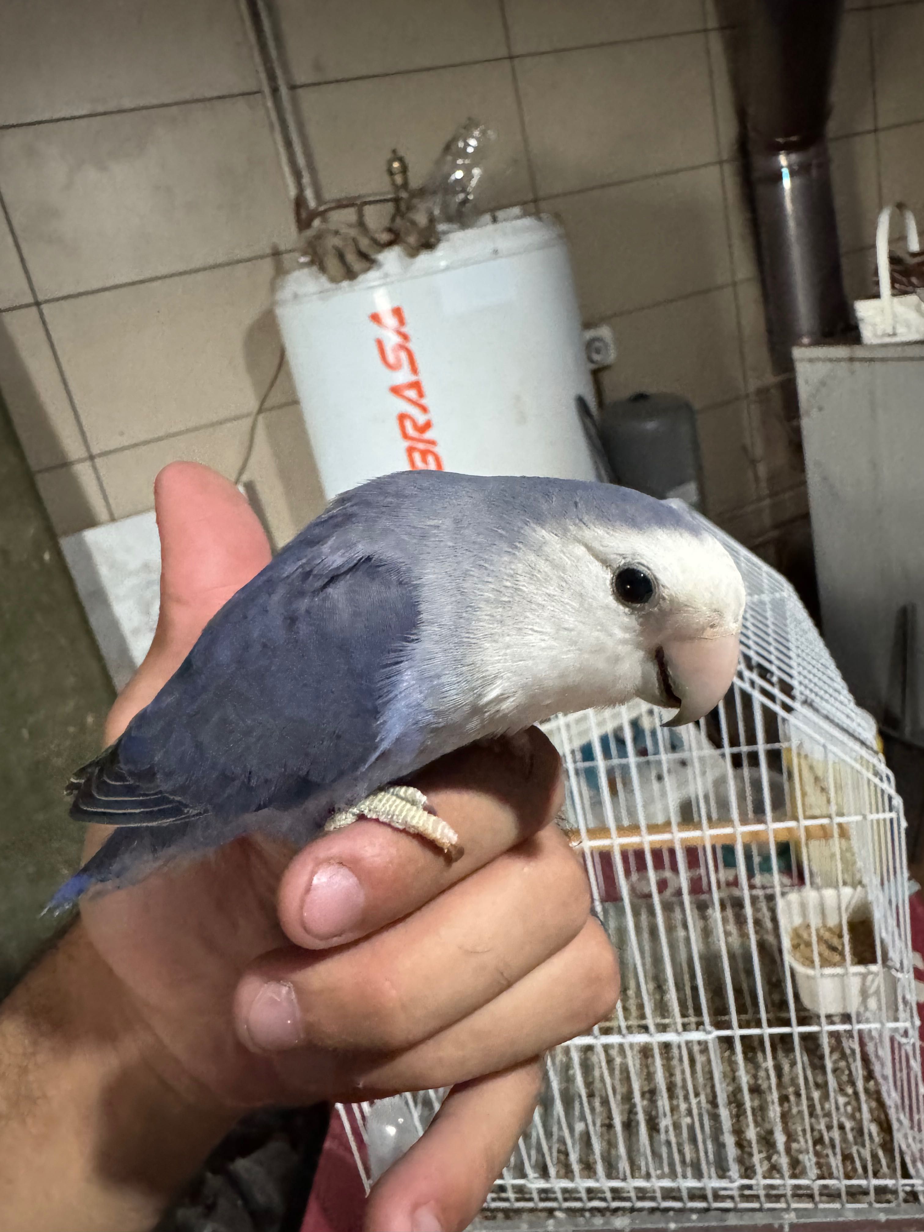 Agaporni domesticado, gaiola e comedouros
