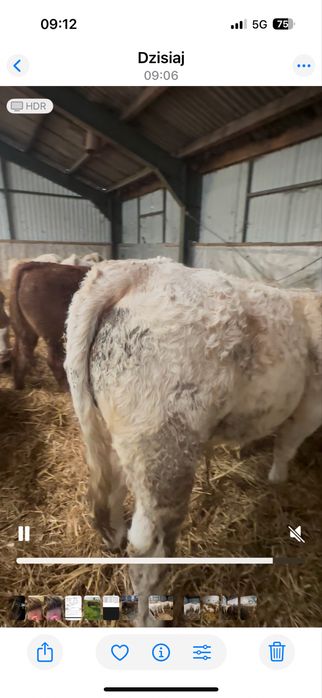 Charolaise oraz Limousine odsadki