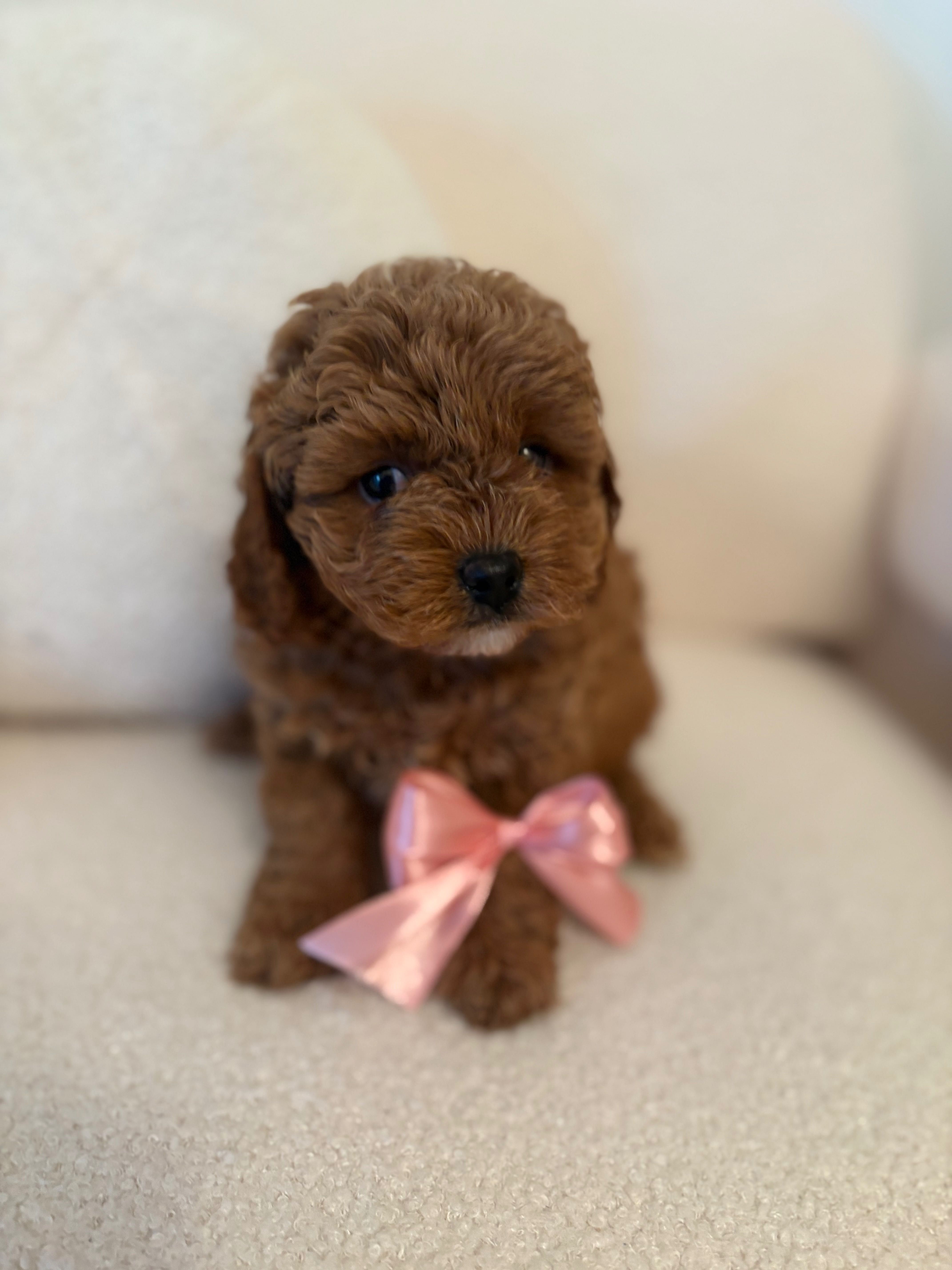Cavapoo suczka red