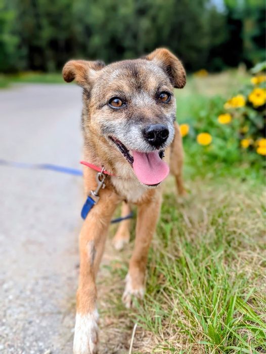 Señor Jantar – radosny 8-latek z mądrym spojrzeniem szuka domu