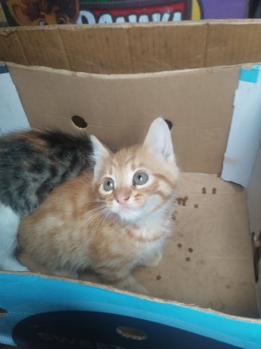 Відаємо котенят,два хлопчики та одна дівчинка