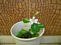 Мурайя - екзотична гарноквітуча рослинка.