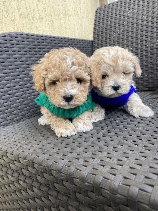 Карамельні міні мальтипу