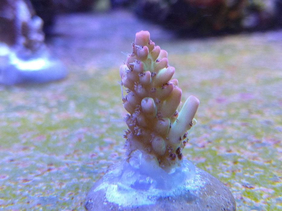 Akwarium morskie, koralowiec sps, acropora,szczepki