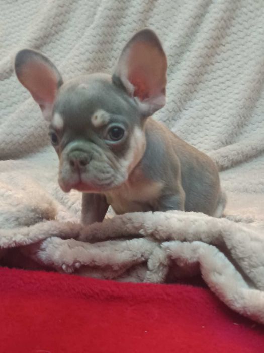 Bulldog francês Macho cor Lilac And Tan