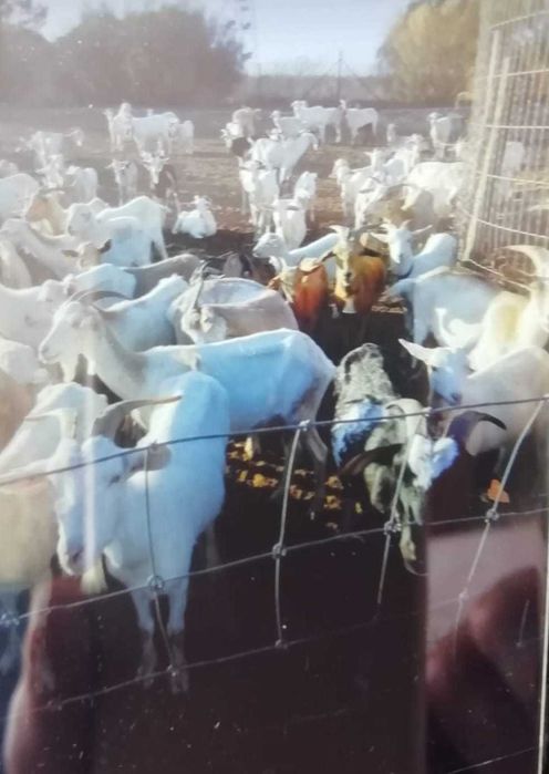 Vende-se rebanho de cabras cruzadas Saanen com Florida