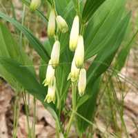 Купена Polygonatum odoratum
Рослина для тінистого саду
100 грн.
Зверта