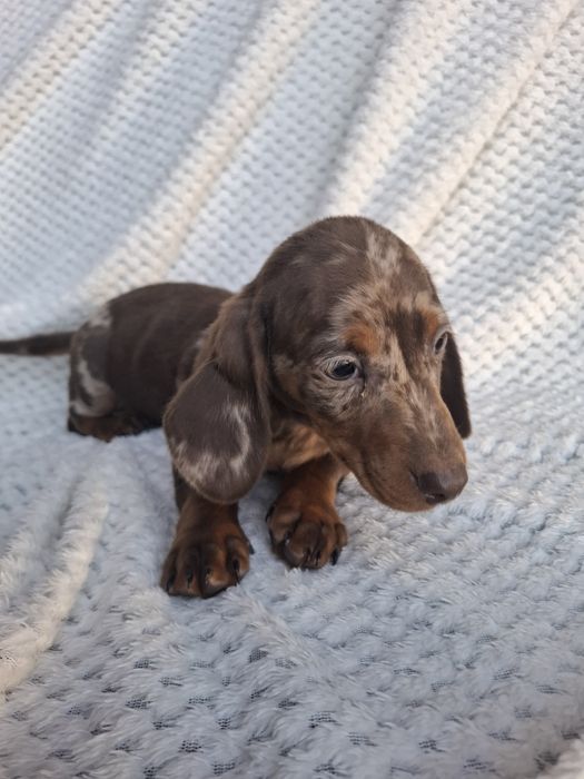 Piesek Jamnik Krótkowłosy Merle