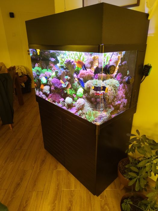 Akwarium morskie cały zestaw