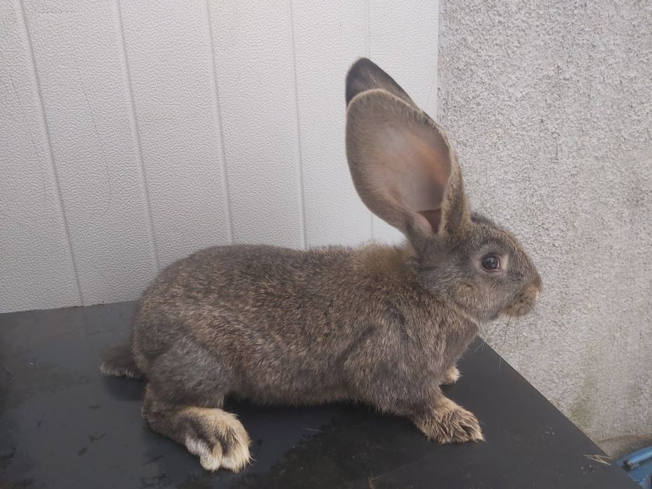 Króliki młode olbrzym belgijski samce