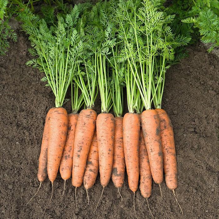 Продам моркву ціна договірна.