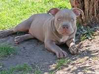 American Bully Pocked pies