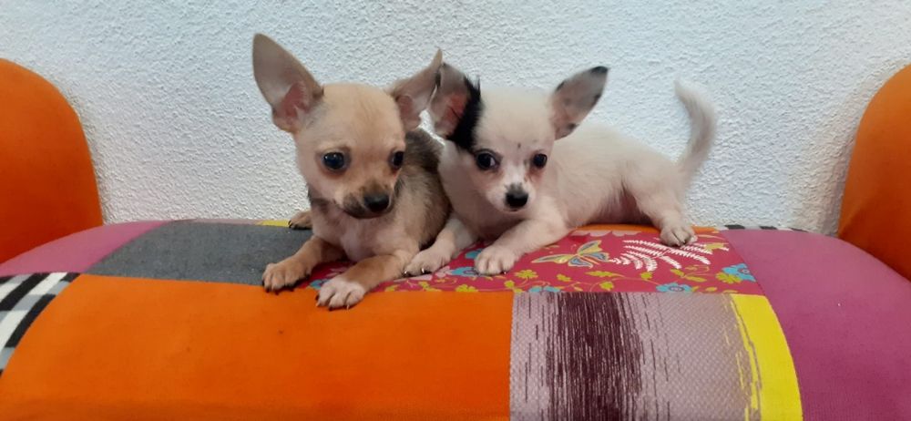 Chihuahua suczka z rodowodem mini