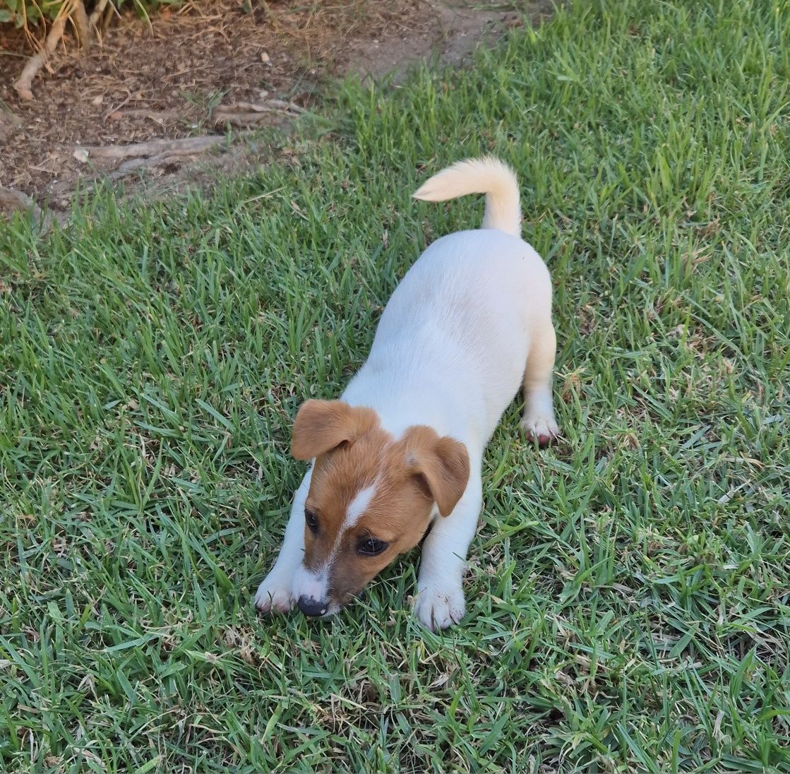 Jack Russell Terrier com Pedigree e Afixo