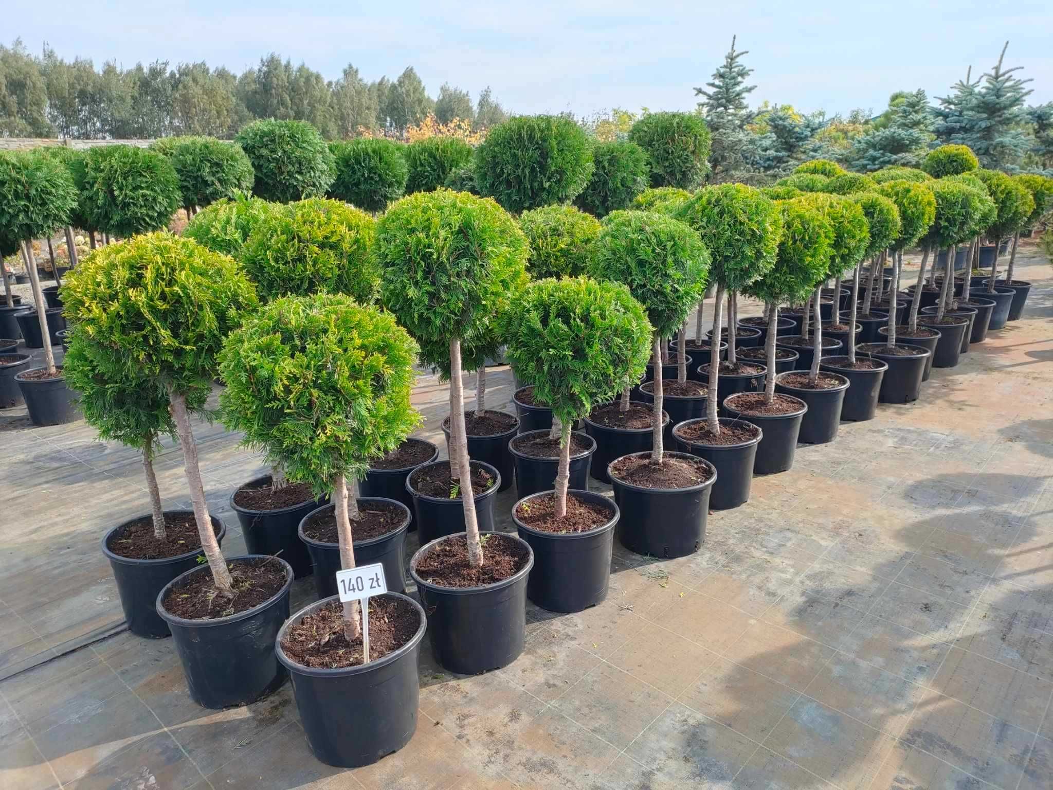 Tuja kulka na pniu Thuja Szmaragd/Brabant formowana kula na pniu