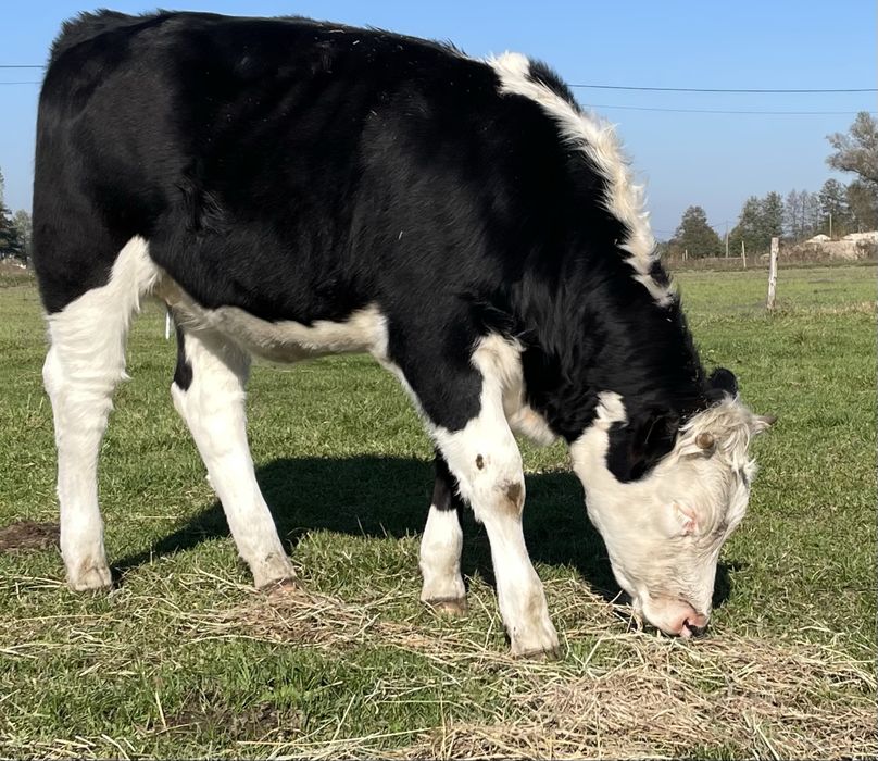 Odsady odsadki  6sztuk jałówki