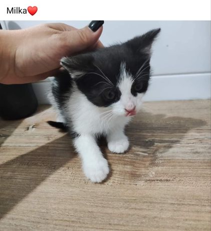 Maleńka koteczka Milka szuka domu