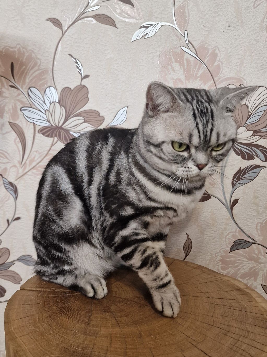 Американський короткошерстний кіт