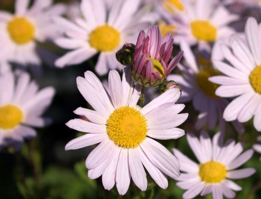 Złocień arktyczny 'Roseum' (Arctanthemum arcticum) Doniczka 2.0L