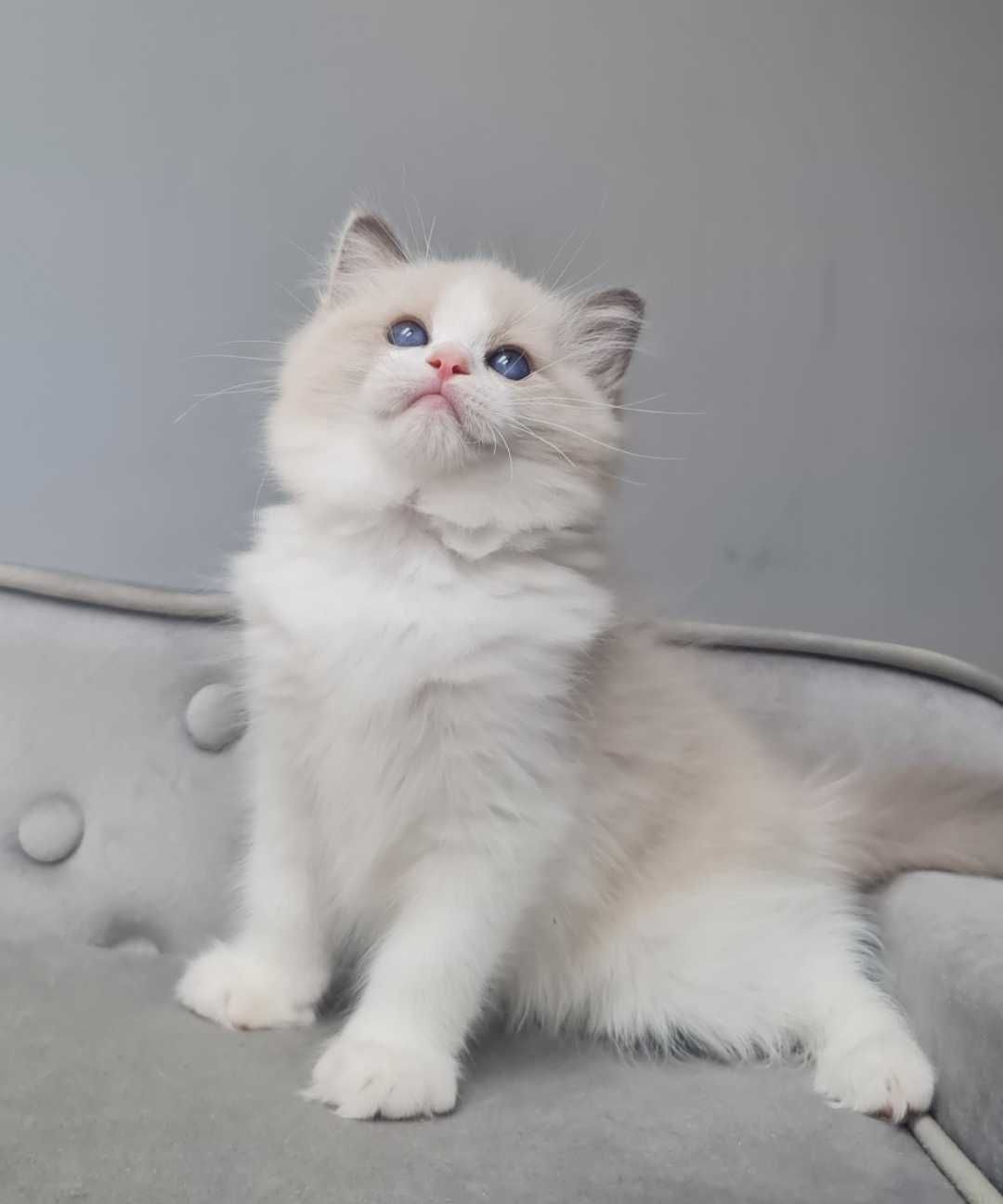 Kocurek Ragdoll Blue Bikolor